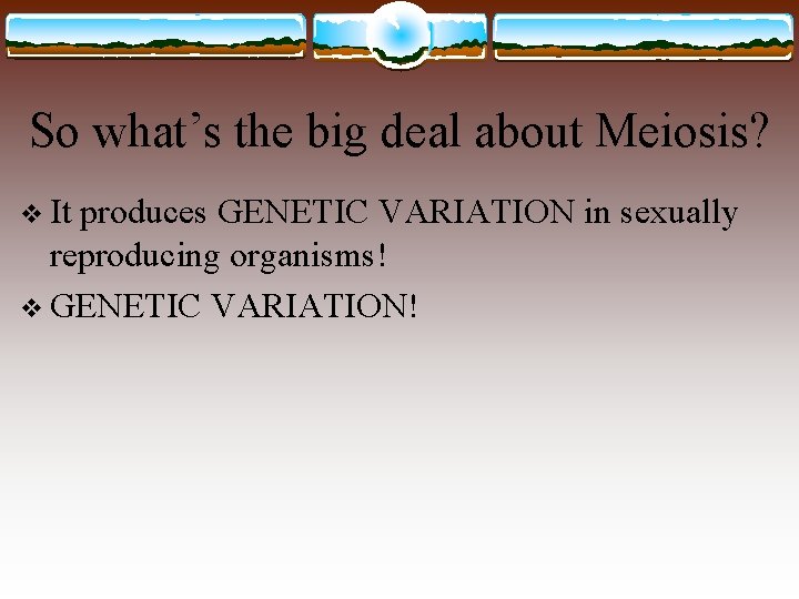 So what’s the big deal about Meiosis? v It produces GENETIC VARIATION in sexually