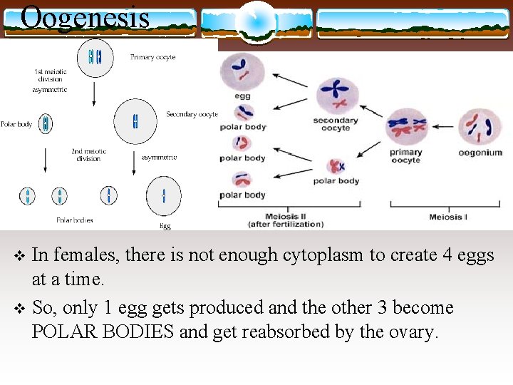 Oogenesis In females, there is not enough cytoplasm to create 4 eggs at a