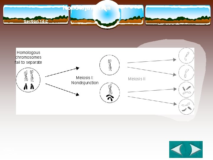 Nondisjunction Section 14 -2 Homologous chromosomes fail to separate Meiosis I: Nondisjunction Go to