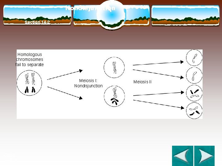 Nondisjunction Section 14 -2 Homologous chromosomes fail to separate Meiosis I: Nondisjunction Go to