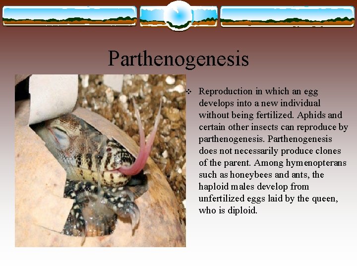 Parthenogenesis v Reproduction in which an egg develops into a new individual without being