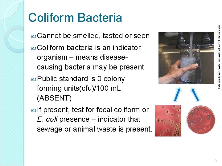  Cannot Photo credits: www. water-research. net, www. britannica. com Coliform Bacteria be smelled,