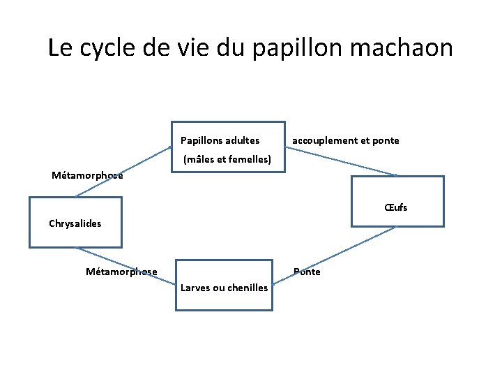 Le cycle de vie du papillon machaon Papillons adultes accouplement et ponte (mâles et