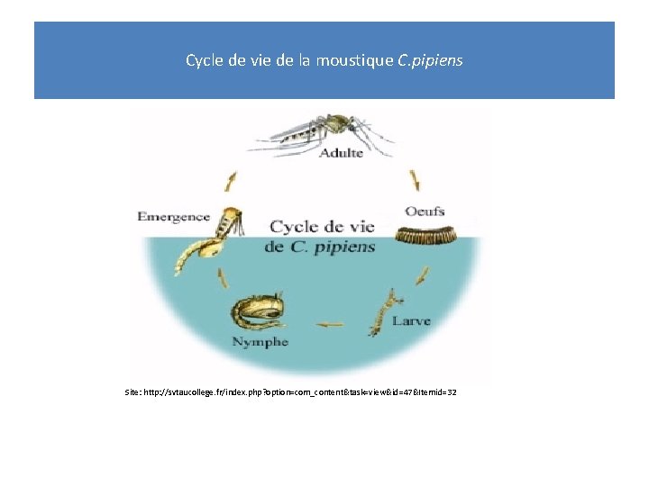 Cycle de vie de la moustique C. pipiens Site: http: //svtaucollege. fr/index. php? option=com_content&task=view&id=47&Itemid=32