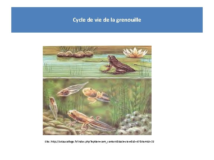 Cycle de vie de la grenouille Site: http: //svtaucollege. fr/index. php? option=com_content&task=view&id=47&Itemid=32 