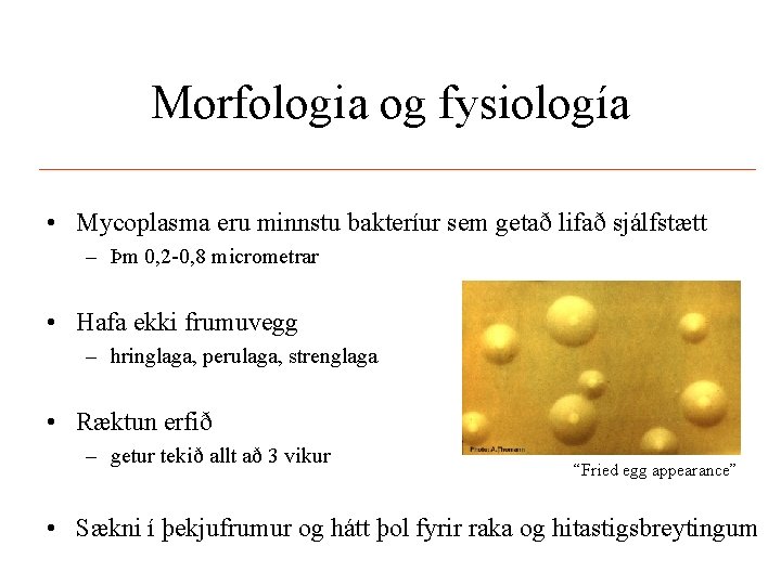 Morfologia og fysiología • Mycoplasma eru minnstu bakteríur sem getað lifað sjálfstætt – Þm