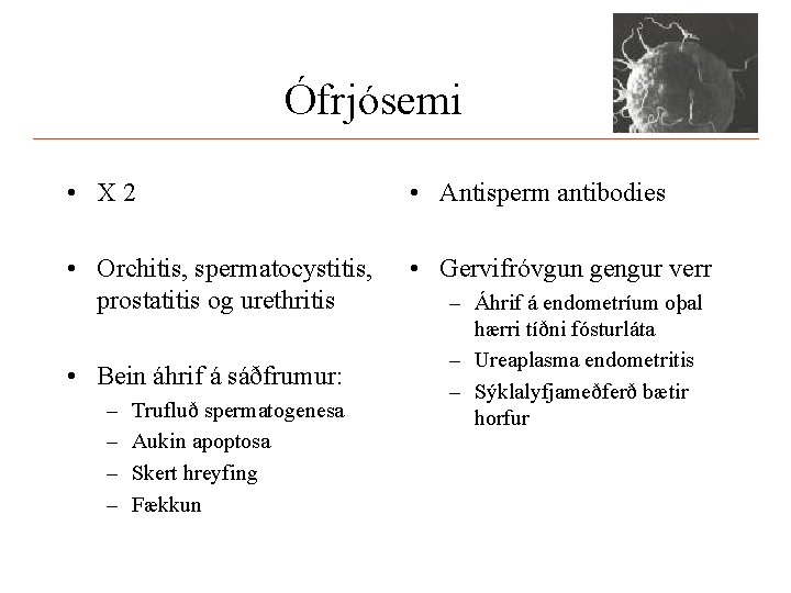 Ófrjósemi • X 2 • Antisperm antibodies • Orchitis, spermatocystitis, prostatitis og urethritis •