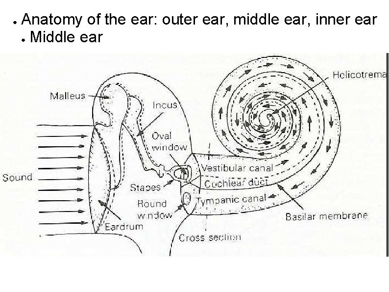 ● Anatomy of the ear: outer ear, middle ear, inner ear ● Middle ear