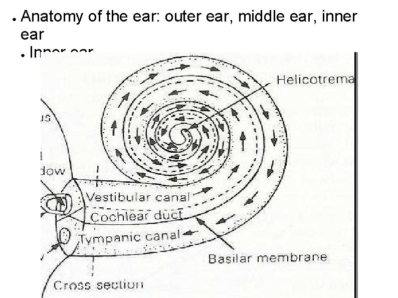 ● Anatomy of the ear: outer ear, middle ear, inner ear ● Inner ear