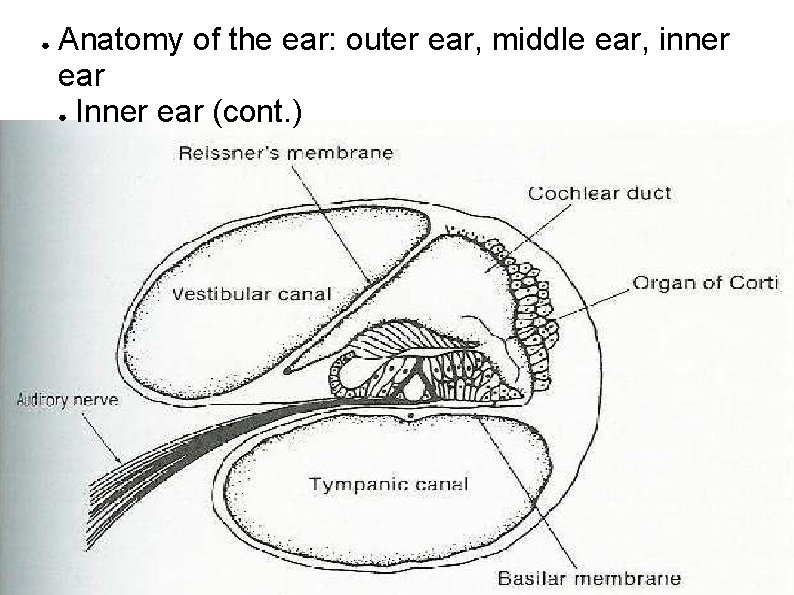 ● Anatomy of the ear: outer ear, middle ear, inner ear ● Inner ear