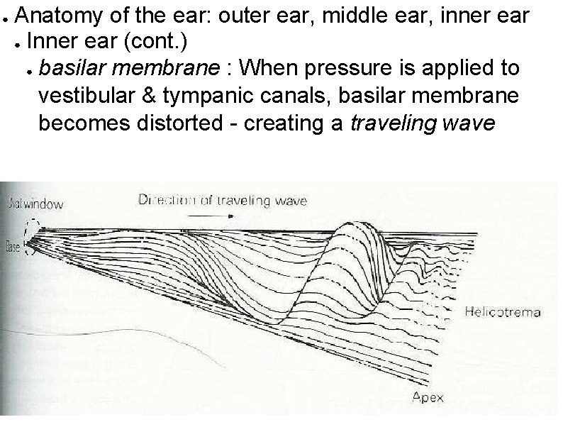 ● Anatomy of the ear: outer ear, middle ear, inner ear ● Inner ear