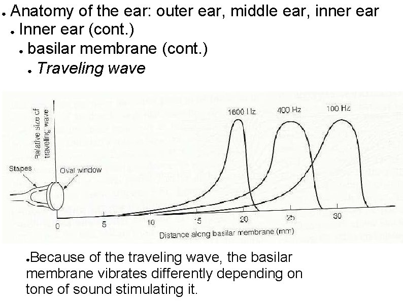 ● Anatomy of the ear: outer ear, middle ear, inner ear ● Inner ear