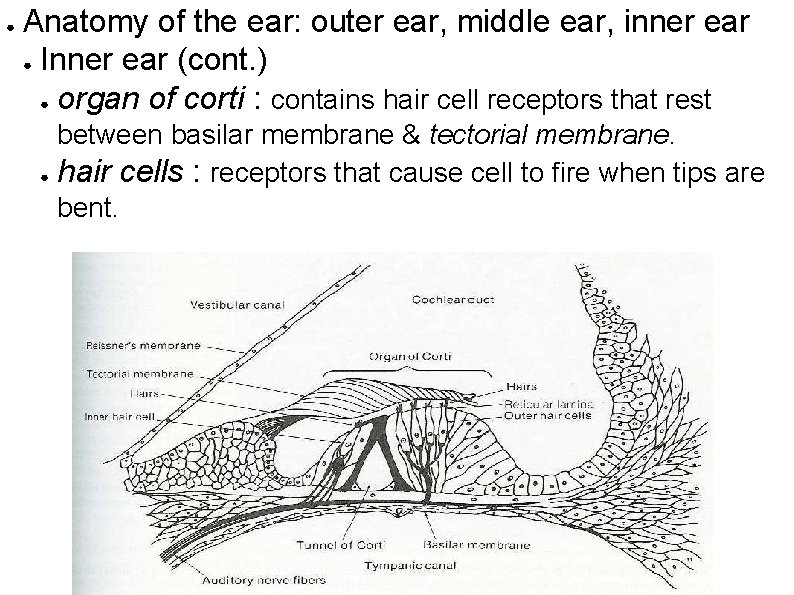 ● Anatomy of the ear: outer ear, middle ear, inner ear ● Inner ear