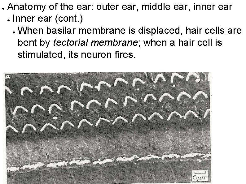 ● Anatomy of the ear: outer ear, middle ear, inner ear ● Inner ear