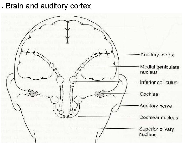 ● Brain and auditory cortex 