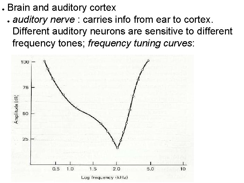 ● Brain and auditory cortex ● auditory nerve : carries info from ear to
