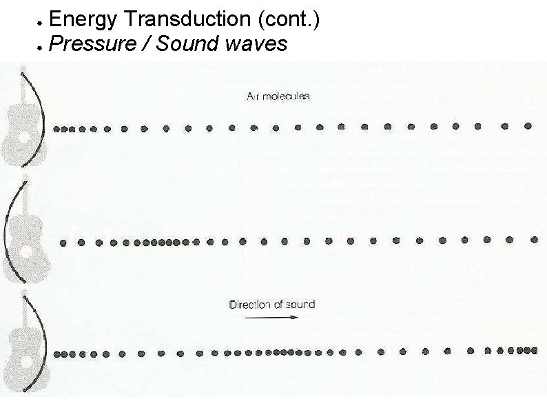 Energy Transduction (cont. ) ● Pressure / Sound waves ● 