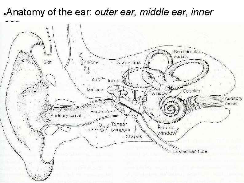 Anatomy of the ear: outer ear, middle ear, inner ear ● 