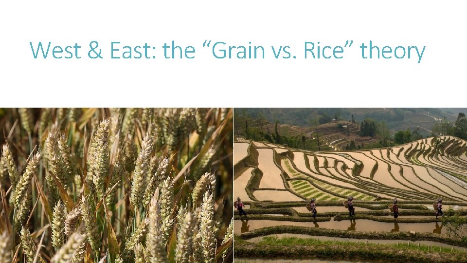 West & East: the “Grain vs. Rice” theory 