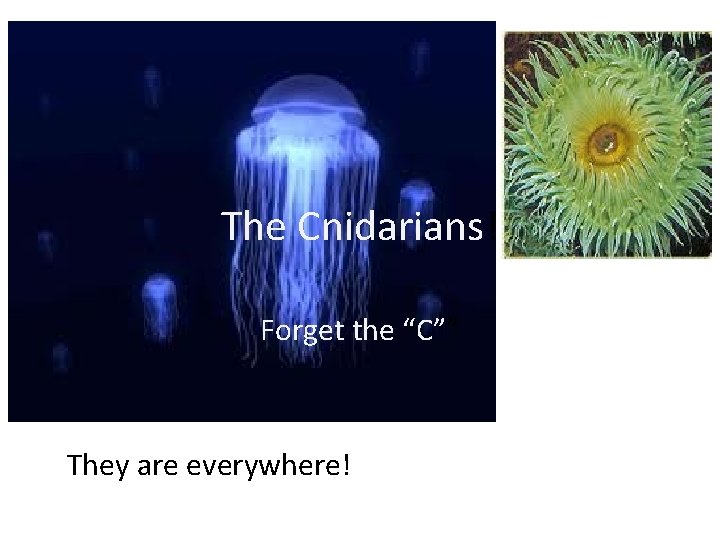 The Cnidarians! Forget the “C”” They are everywhere! 