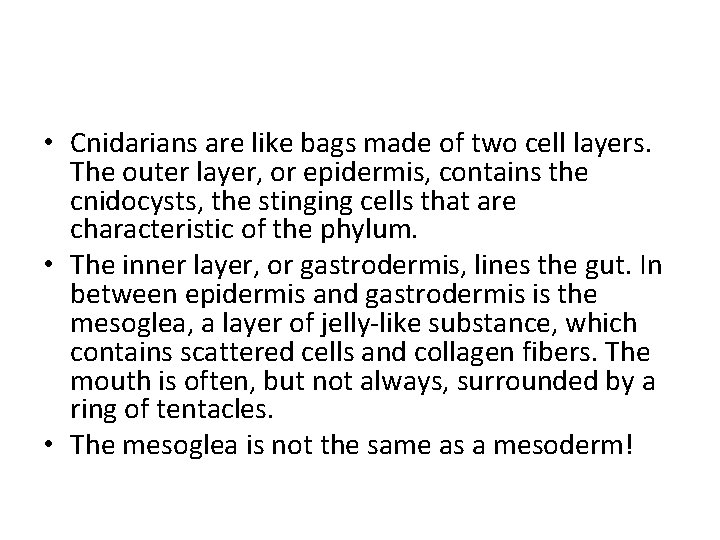  • Cnidarians are like bags made of two cell layers. The outer layer,