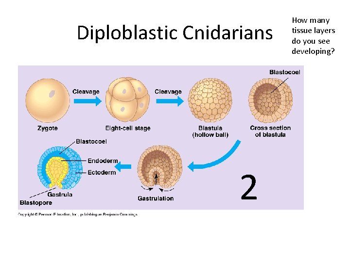 Diploblastic Cnidarians 2 How many tissue layers do you see developing? 