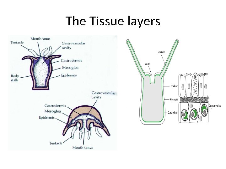 The Tissue layers 