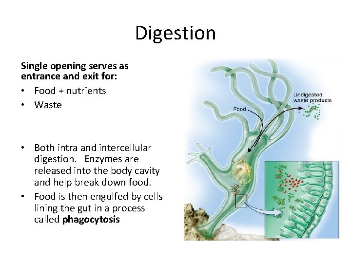 Digestion Single opening serves as entrance and exit for: • Food + nutrients •