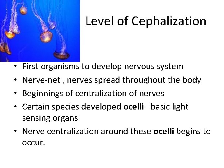 Level of Cephalization First organisms to develop nervous system Nerve-net , nerves spread throughout