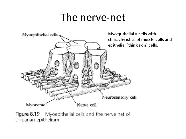 The nerve-net Myoepithelial = cells with characteristics of muscle cells and epithelial (think skin)