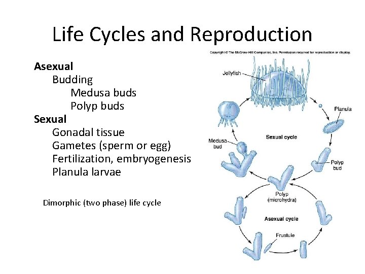 Life Cycles and Reproduction Asexual Budding Medusa buds Polyp buds Sexual Gonadal tissue Gametes