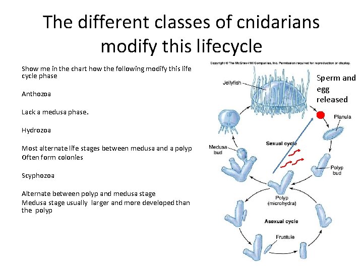 The different classes of cnidarians modify this lifecycle Show me in the chart how