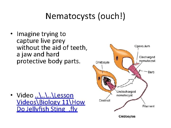 Nematocysts (ouch!) • Imagine trying to capture live prey without the aid of teeth,