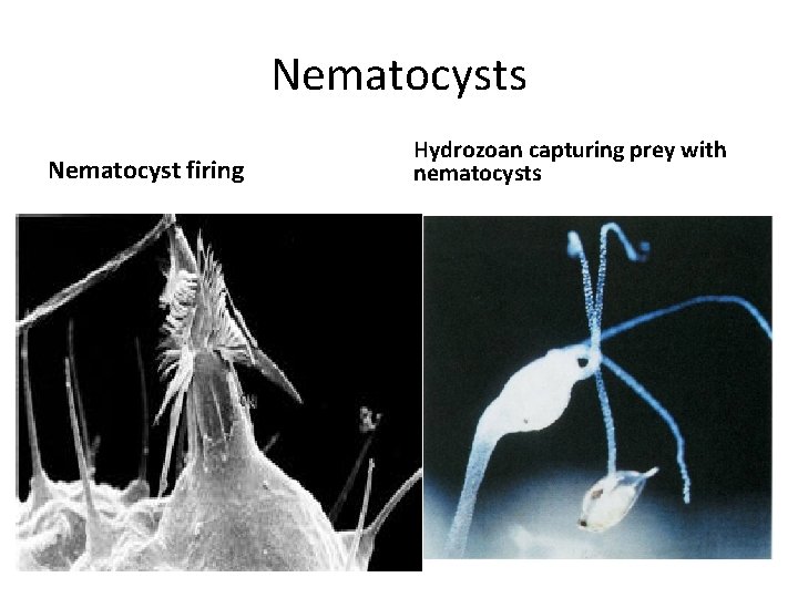 Nematocysts Nematocyst firing Hydrozoan capturing prey with nematocysts 