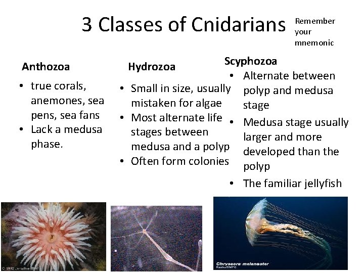 3 Classes of Cnidarians Anthozoa • true corals, anemones, sea pens, sea fans •