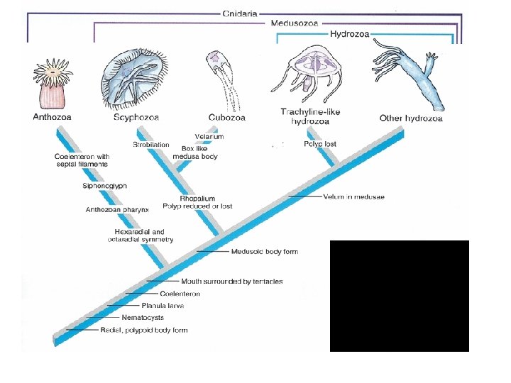 Cladogram based on molecular systematic data 