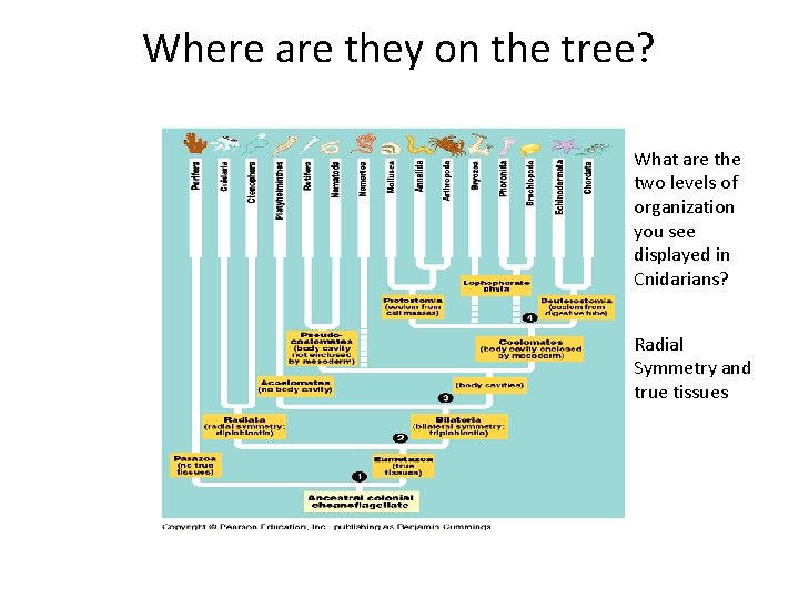 Where are they on the tree? What are the two levels of organization you