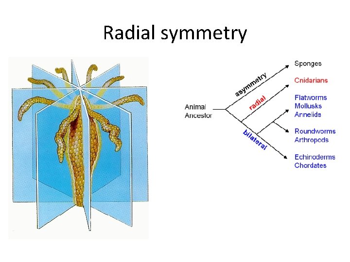 Radial symmetry 