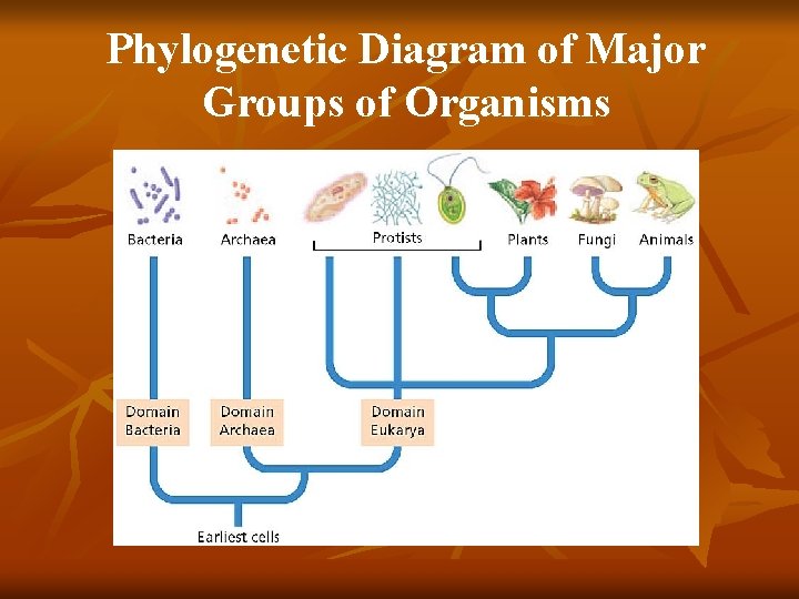 Phylogenetic Diagram of Major Groups of Organisms 