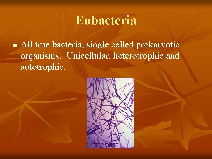 Eubacteria n All true bacteria, single celled prokaryotic organisms. Unicellular, heterotrophic and autotrophic. Eubacteria n All true bacteria, single celled prokaryotic organisms. Unicellular, heterotrophic and autotrophic.