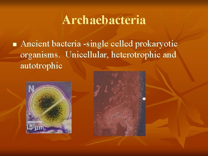 Archaebacteria n Ancient bacteria -single celled prokaryotic organisms. Unicellular, heterotrophic and autotrophic 