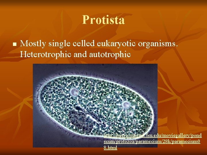 Protista n Mostly single celled eukaryotic organisms. Heterotrophic and autotrophic http: //micro. magnet. fsu.