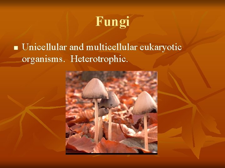 Fungi n Unicellular and multicellular eukaryotic organisms. Heterotrophic. 