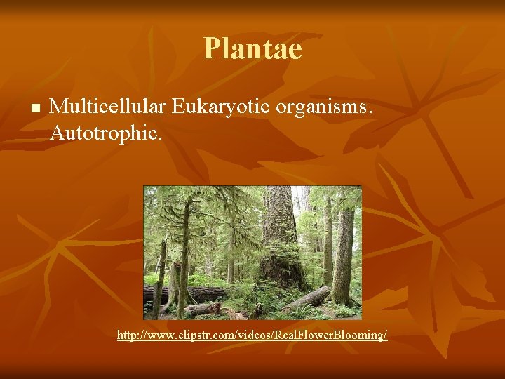 Plantae n Multicellular Eukaryotic organisms. Autotrophic. http: //www. clipstr. com/videos/Real. Flower. Blooming/ Plantae n Multicellular Eukaryotic organisms. Autotrophic. http: //www. clipstr. com/videos/Real. Flower. Blooming/