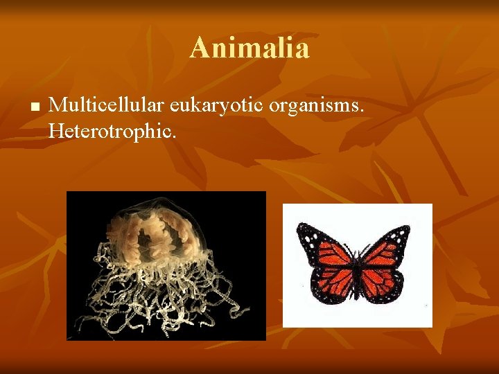 Animalia n Multicellular eukaryotic organisms. Heterotrophic. 