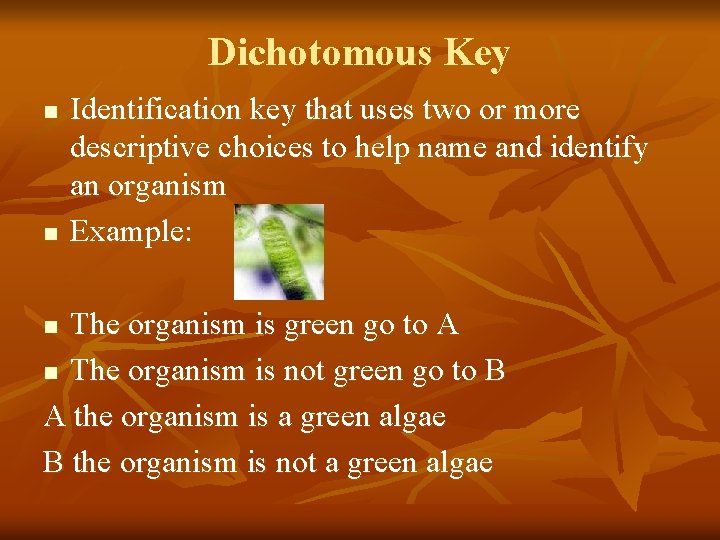 Dichotomous Key n n Identification key that uses two or more descriptive choices to