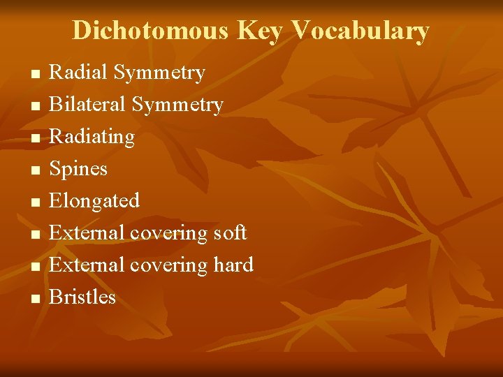 Dichotomous Key Vocabulary n n n n Radial Symmetry Bilateral Symmetry Radiating Spines Elongated