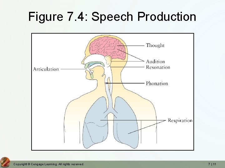 Figure 7. 4: Speech Production Copyright © Cengage Learning. All rights reserved. 7 |