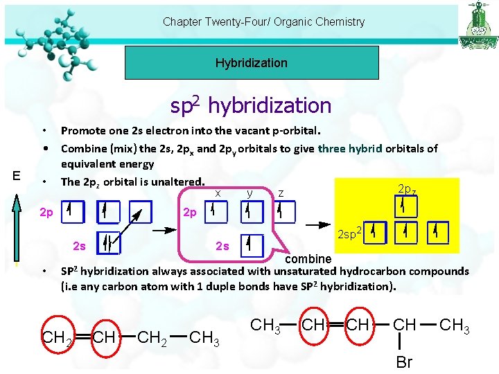 Chapter Twenty-Four/ Organic Chemistry Hybridization sp 2 hybridization E • Promote one 2 s