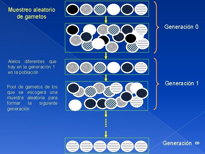 Muestreo aleatorio de gametos Generación 0 Alelos diferentes que hay en la generación 1
